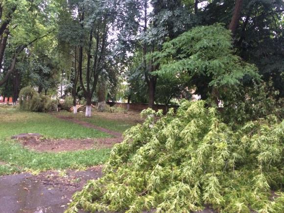 Біля 30 школи зріжуть дерева, щоб ті нікого не покалічили, фото №2 на сайті 20minut.ua