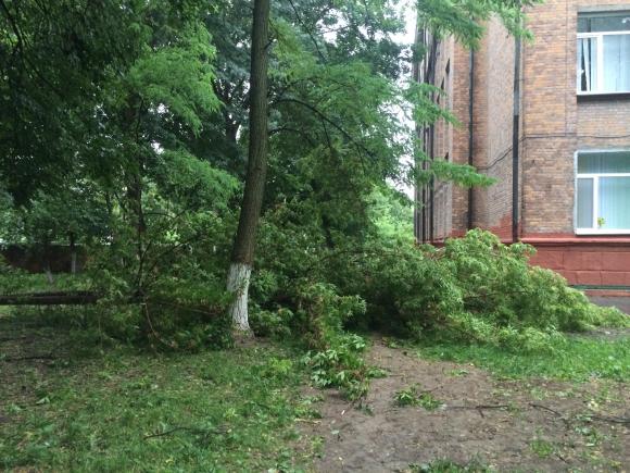 Біля 30 школи зріжуть дерева, щоб ті нікого не покалічили, фото №3 на сайті 20minut.ua