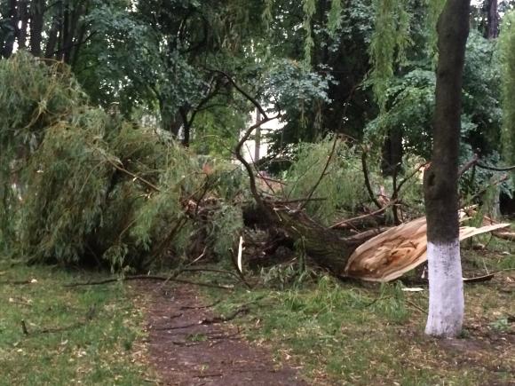 Біля 30 школи зріжуть дерева, щоб ті нікого не покалічили, фото №4 на сайті 20minut.ua
