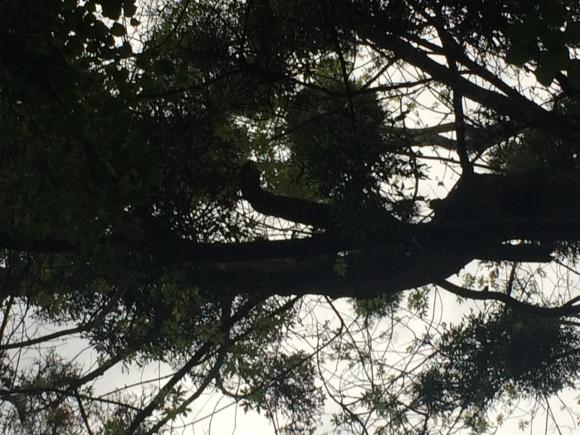 Біля 30 школи зріжуть дерева, щоб ті нікого не покалічили, фото №5 на сайті 20minut.ua