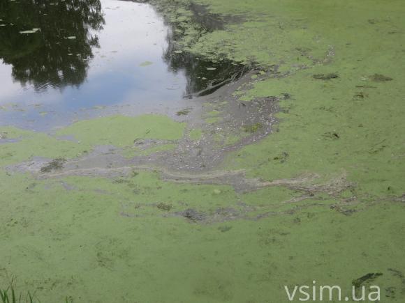 Брудну воду у парку Чекмана почистять восени, фото №2 на сайті vsim.ua