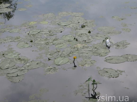 Брудну воду у парку Чекмана почистять восени, фото №6 на сайті vsim.ua