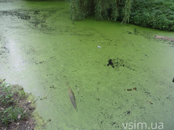 Брудну воду у парку Чекмана почистять восени, фото №7 на сайті vsim.ua