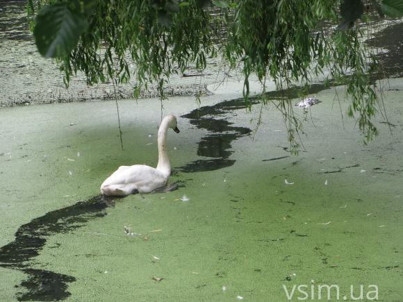 Брудну воду у парку Чекмана почистять восени, фото №9 на сайті vsim.ua