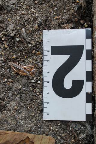 Під тиском доказів двоє зізнались у минулорічному  вбивстві 36-річної бізнесвумен, фото №2 на сайті 20minut.ua