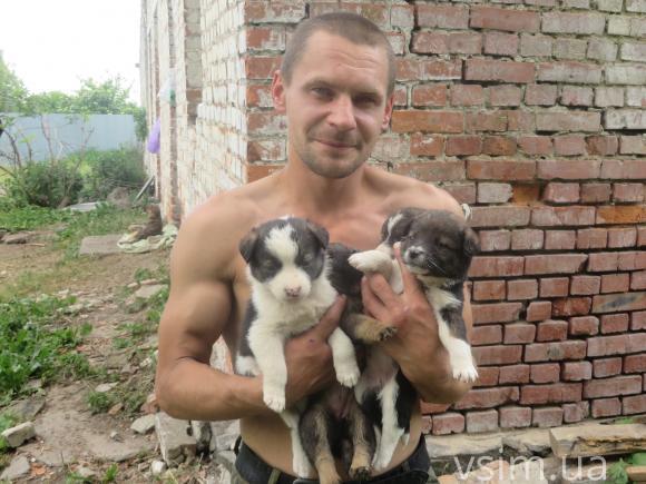 У Хмельницькому притулку здорових собак утримують волонтери, покалічених – роздають за кордон, фото №2 на сайті vsim.ua