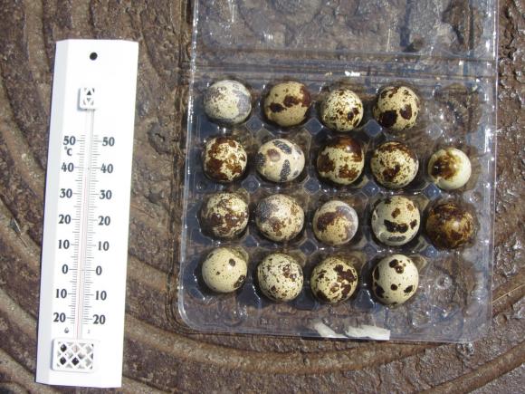 Асфальт у Вінниці гарячий, але яєчні не посмажиш, фото №1 на сайті 20minut.ua