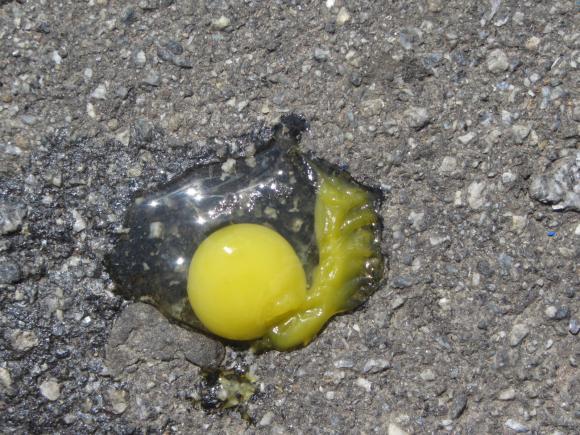 Асфальт у Вінниці гарячий, але яєчні не посмажиш, фото №5 на сайті 20minut.ua