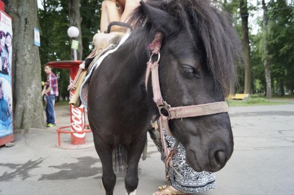 Скільки важать вінницькі поні і чому їх не можна підгодовувати, фото №1 на сайті 20minut.ua