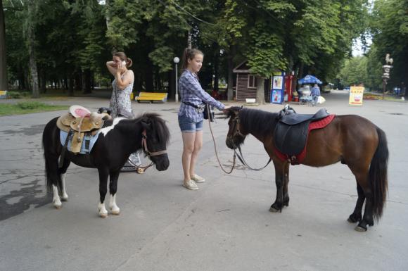 Скільки важать вінницькі поні і чому їх не можна підгодовувати, фото №2 на сайті 20minut.ua