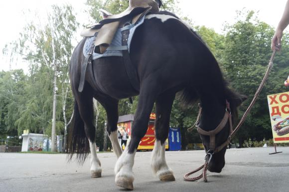 Скільки важать вінницькі поні і чому їх не можна підгодовувати, фото №3 на сайті 20minut.ua