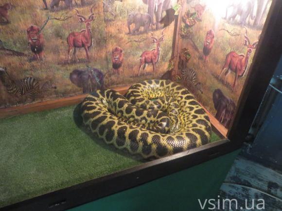 У Хмельницький на два місяці переїхали гігантські крокодили та парагвайська анаконда на сайті vsim.ua У Хмельницький на два місяці переїхали гігантські крокодили та парагвайська анаконда, фото №2 на сайті vsim.ua