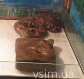 У Хмельницький на два місяці переїхали гігантські крокодили та парагвайська анаконда на сайті vsim.ua У Хмельницький на два місяці переїхали гігантські крокодили та парагвайська анаконда, фото №4 на сайті vsim.ua