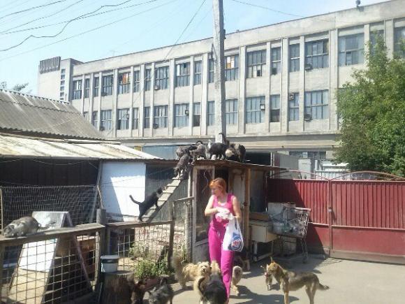 Вінничанка самотужки піклується про 58 безпритульних тварин, фото №1 на сайті 20minut.ua