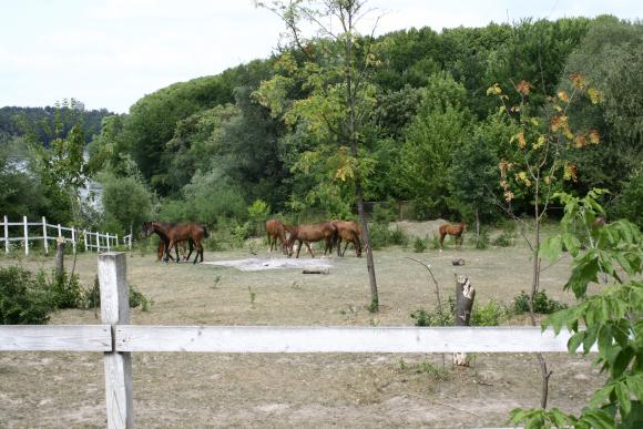 Як відпочивають діти в таборі «Колос», фото №2 на сайті 20minut.ua