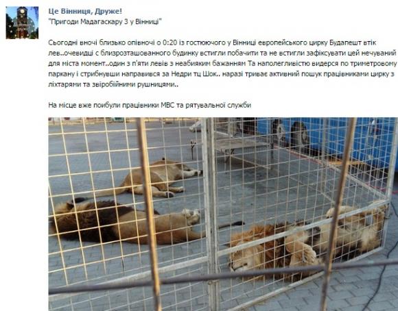 Інформація про лева, який втік з цирку у Вінниці – не підтвердилась, фото №1 на сайті 20minut.ua