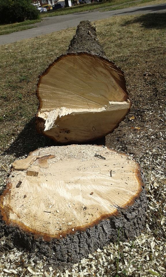 На острівку де танк стояв, зрубали велику ялину, фото №1 на сайті 20minut.ua