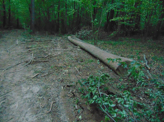 На Житомирщині затримали чоловіків, яких підозрюють у незаконній рубці лісу, фото №1 на сайті 20minut.ua