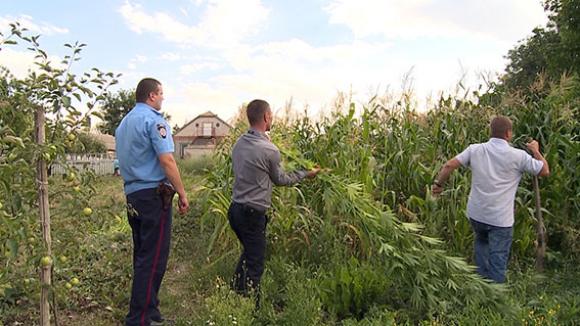 Поки мама на заробітках за кодоном, син засіяв город коноплями, фото №1 на сайті 20minut.ua