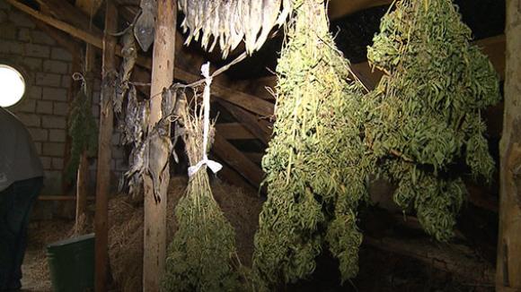 Поки мама на заробітках за кодоном, син засіяв город коноплями, фото №2 на сайті 20minut.ua