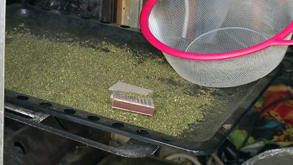 Поки мама на заробітках за кодоном, син засіяв город коноплями, фото №3 на сайті 20minut.ua