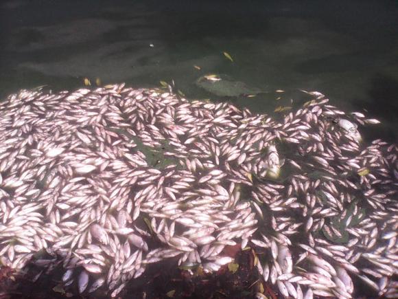 В збаражському ставі на Козятинщині спливла дохла риба, фото №1 на сайті 20minut.ua