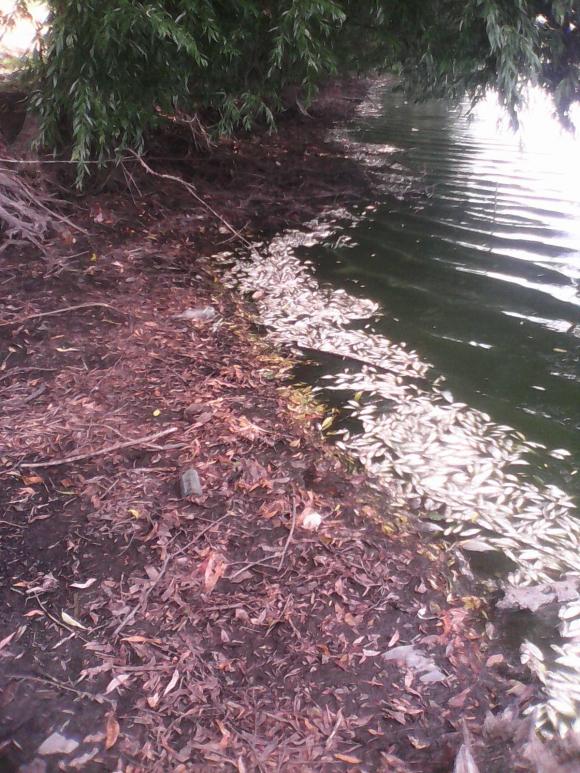 В збаражському ставі на Козятинщині спливла дохла риба, фото №2 на сайті 20minut.ua