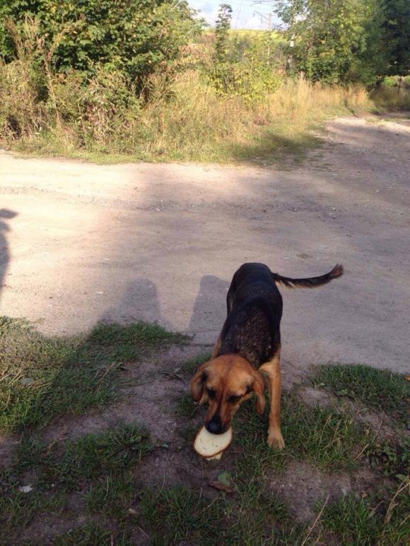 Тернополяни обурені виловом собак у Зарваниці, фото №2 на сайті 20minut.ua