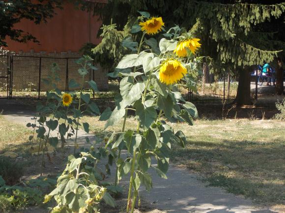 У "Європейському саду" Вінниці працюватимуть діти, фото №2 на сайті 20minut.ua