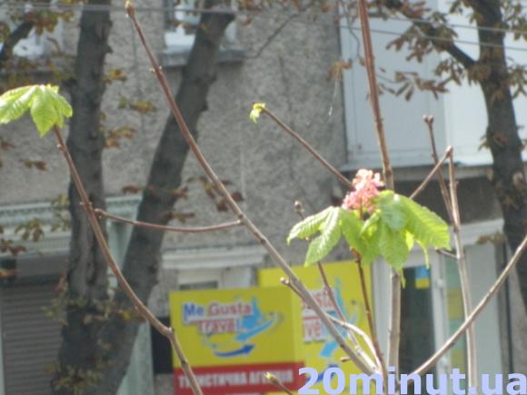 У Тернополі посеред осені зацвіли рожеві каштани, фото №1 на сайті 20minut.ua