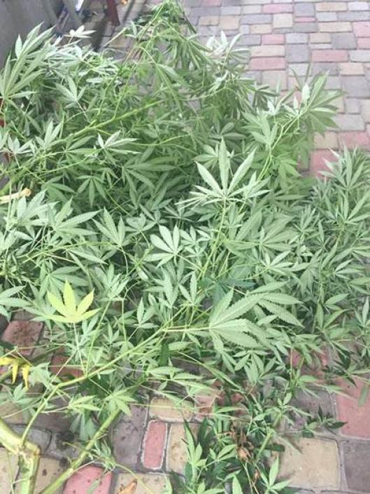 Вінничанин накинувся на оперативника через коноплю на сайті 20minut.ua Вінничанин накинувся на оперативника через коноплю, фото №1 на сайті 20minut.ua