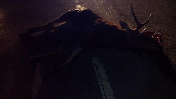 Біля "Дубового Гаю" жінка за кермом легковика збила лося, фото №1 на сайті 20minut.ua