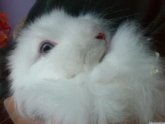 Хто живе у зоокутках навчальних закладах, фото №1 на сайті 20minut.ua