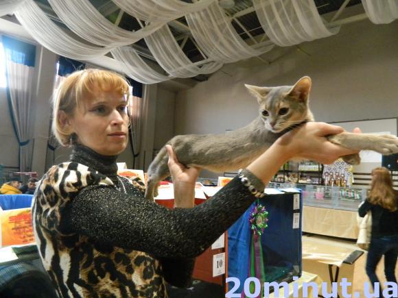 На виставці можна побачити котів вагою до 12 кілограмів, фото №2 на сайті 20minut.ua