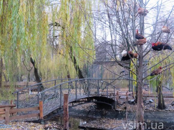 Новачки у хмельницькому зоокутку – бабак зі Старобільська та барвисті фазани, фото №4 на сайті vsim.ua