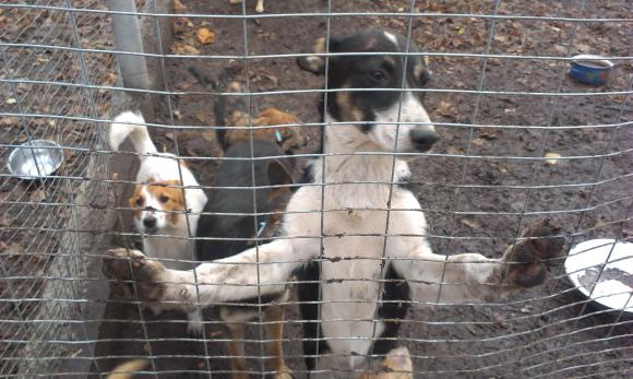 У притулку “Планета” 400 собак. Тваринам не вистачає місця на сайті 20minut.ua У притулку “Планета” 400 собак. Тваринам не вистачає місця, фото №3 на сайті 20minut.ua