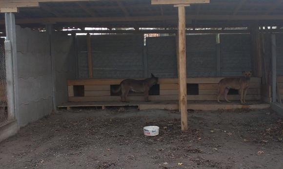 У притулку “Планета” 400 собак. Тваринам не вистачає місця на сайті 20minut.ua У притулку “Планета” 400 собак. Тваринам не вистачає місця, фото №4 на сайті 20minut.ua