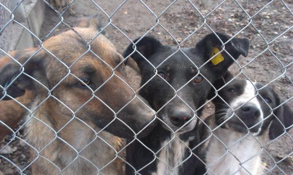 У притулку “Планета” 400 собак. Тваринам не вистачає місця на сайті 20minut.ua У притулку “Планета” 400 собак. Тваринам не вистачає місця, фото №5 на сайті 20minut.ua