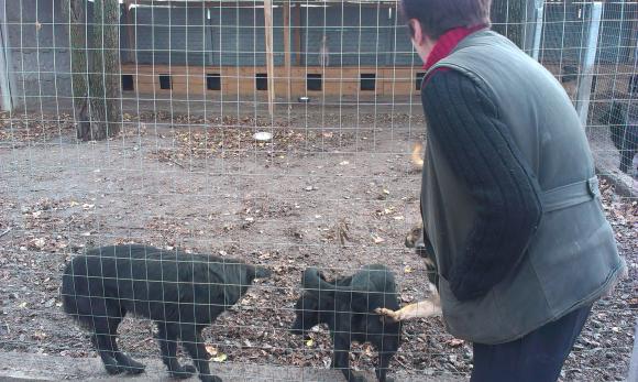 У притулку “Планета” 400 собак. Тваринам не вистачає місця на сайті 20minut.ua У притулку “Планета” 400 собак. Тваринам не вистачає місця, фото №6 на сайті 20minut.ua