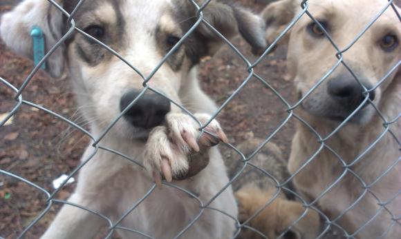 У притулку “Планета” 400 собак. Тваринам не вистачає місця на сайті 20minut.ua У притулку “Планета” 400 собак. Тваринам не вистачає місця, фото №7 на сайті 20minut.ua