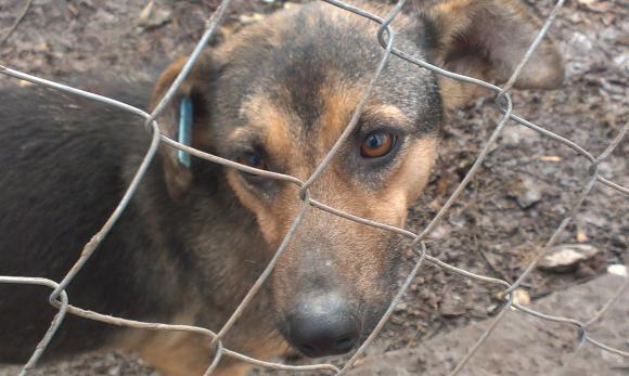 У притулку “Планета” 400 собак. Тваринам не вистачає місця на сайті 20minut.ua У притулку “Планета” 400 собак. Тваринам не вистачає місця, фото №8 на сайті 20minut.ua