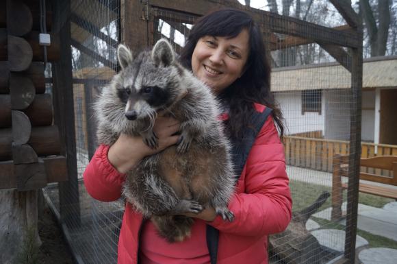 Єнот-полоскун в парку Горького їсть собачий корм і спить у ковдрі, фото №1 на сайті 20minut.ua