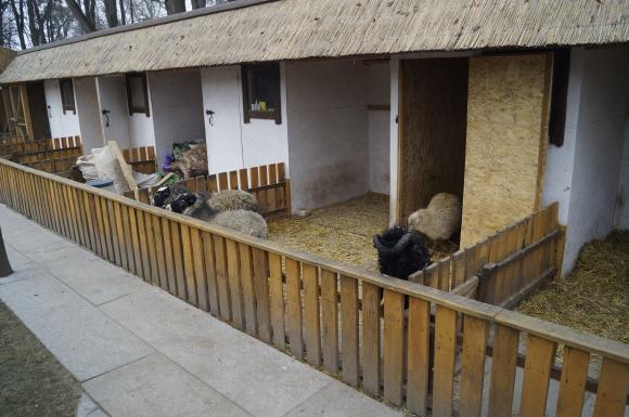 Єнот-полоскун в парку Горького їсть собачий корм і спить у ковдрі, фото №2 на сайті 20minut.ua