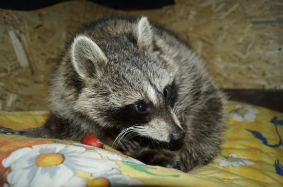 Єнот-полоскун в парку Горького їсть собачий корм і спить у ковдрі, фото №4 на сайті 20minut.ua