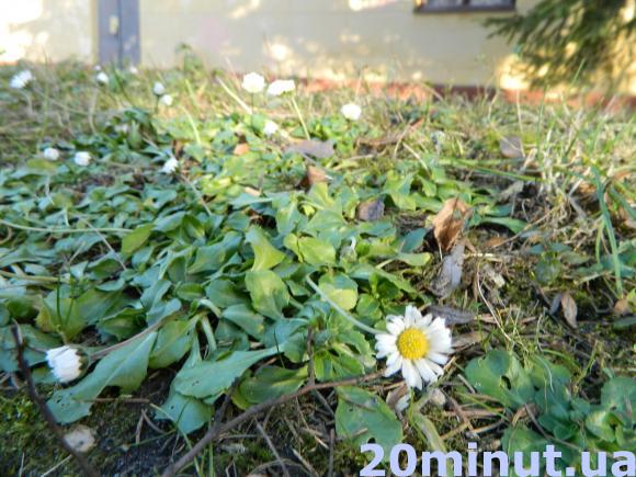 Фото дня: В Тернополі перед Новим роком цвітуть маргаритки, фото №1 на сайті 20minut.ua