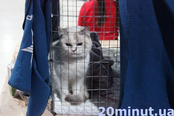 У Тернополі на виставці пухнасті Бабаї та Маркізи, фото №1 на сайті 20minut.ua