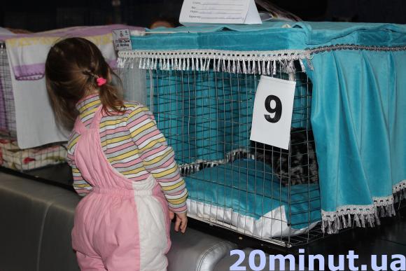 У Тернополі на виставці пухнасті Бабаї та Маркізи, фото №2 на сайті 20minut.ua