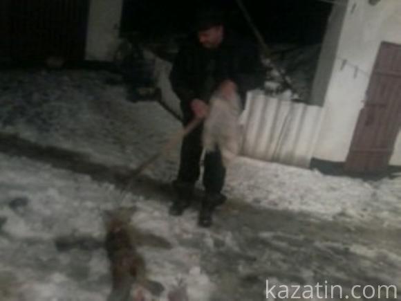 У Зозулинцях з’явилася “чупакабра”?, фото №1 на сайті 20minut.ua