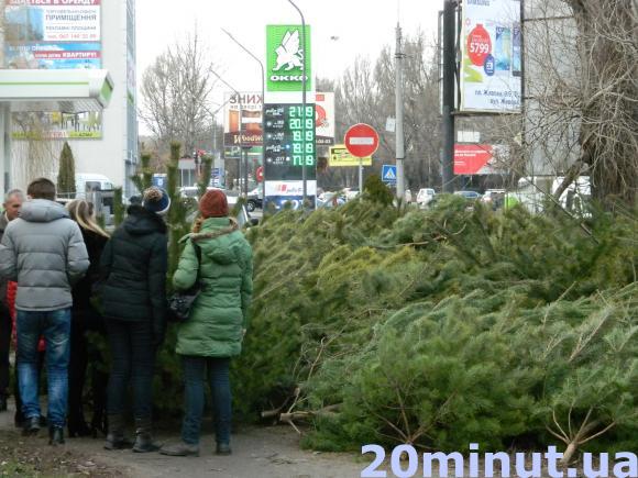 Жива ялинка у Тернополі – 50-250 грн, фото №2 на сайті 20minut.ua