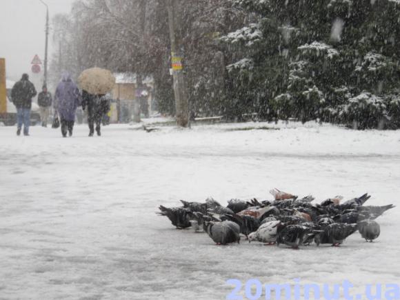 Зима прийшла в Житомир за розкладом (Фоторепортаж), фото №11 на сайті 20minut.ua